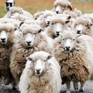 羊群效應、從眾群聚與集體潛意識的關聯